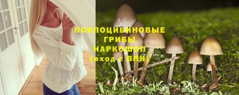 Псилоцибиновые грибы Psilocybe Макушино